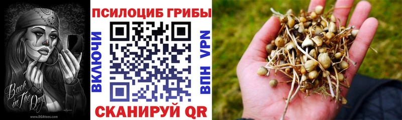 Псилоцибиновые грибы Psilocybine cubensis  Купить  Лихославль 